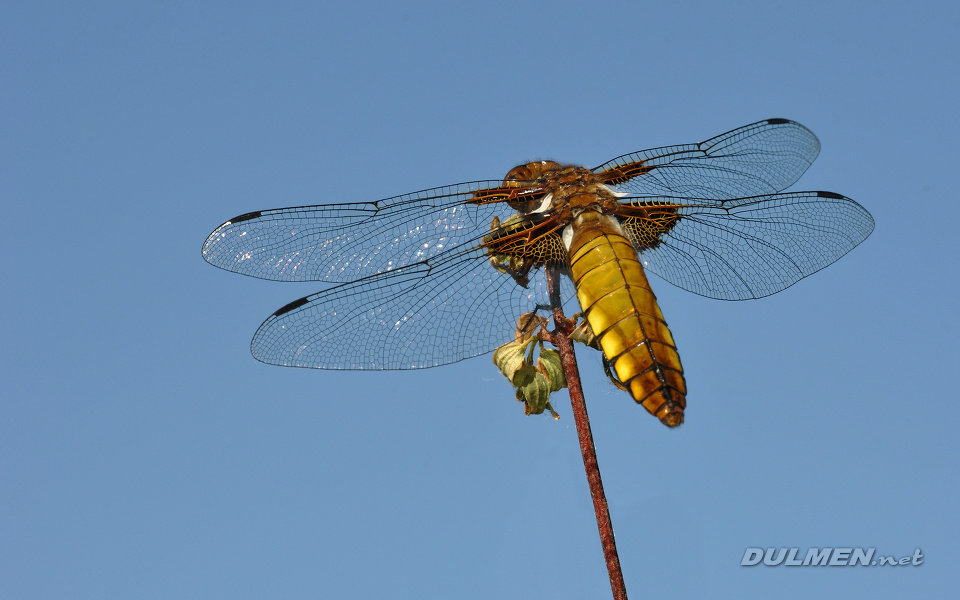 Broad-bodied Chaser (female, Libellula depressa)